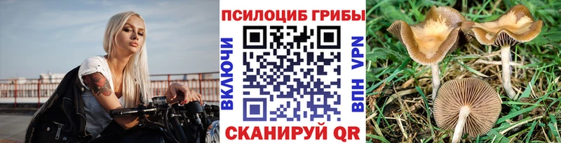 Галлюциногенные грибы Psilocybe  где найти   Богучар 